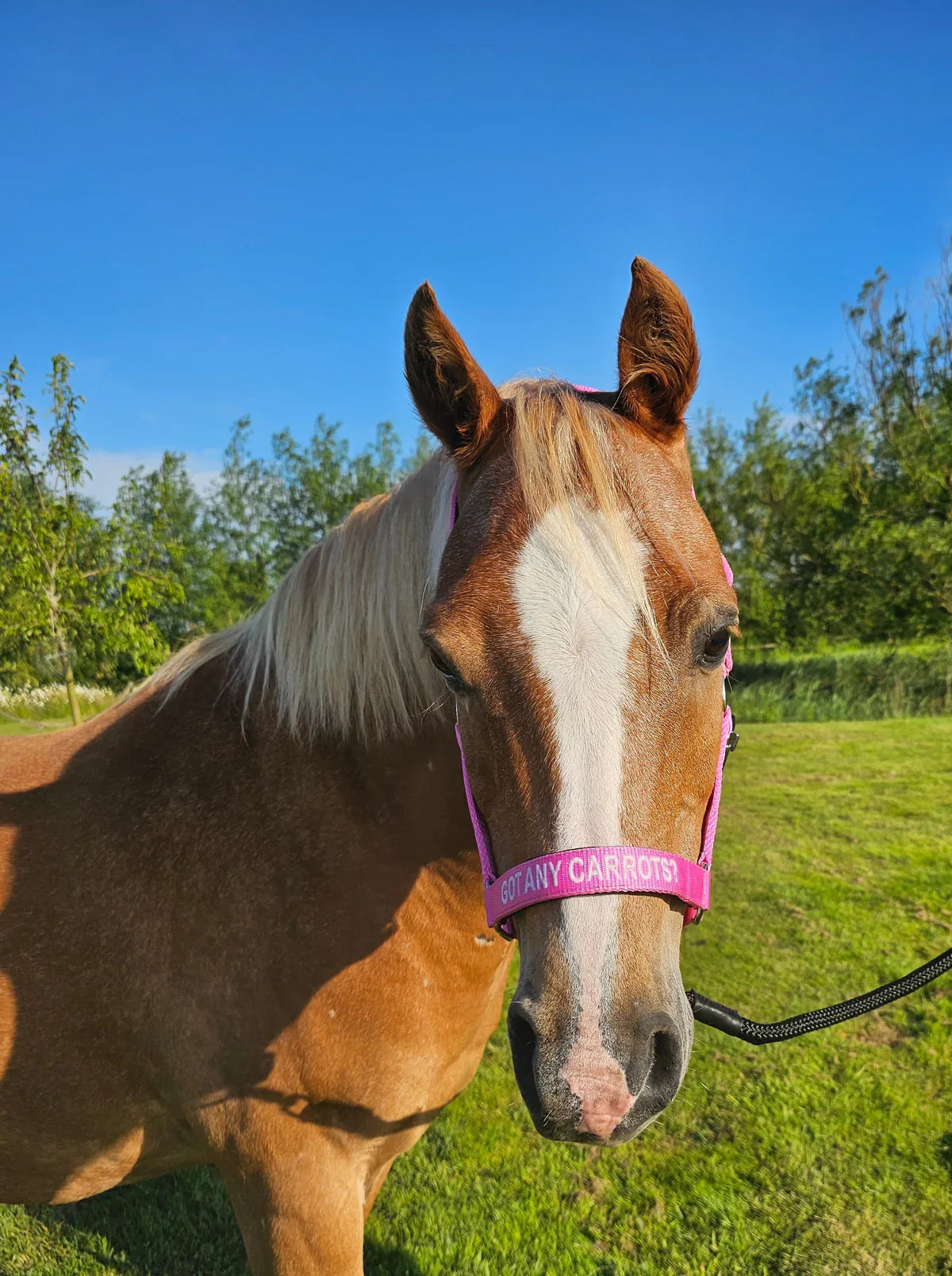 Bridles, Riding Halters, Halters & Head collars